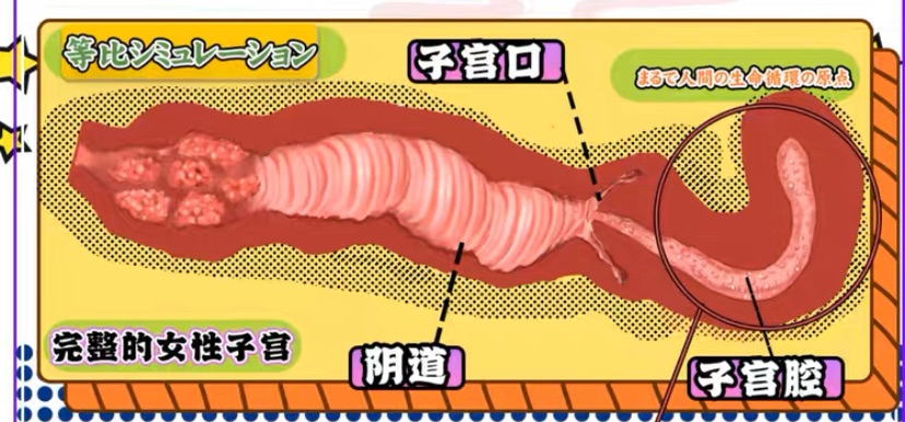 GXP——“SG研究社（1代）”评测！带一点幻想元素的仿解刨结构飞机杯！