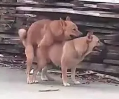 LoveFactor屁股型充气炮架评测！低配版大臀玩具，高兼容性大入口！