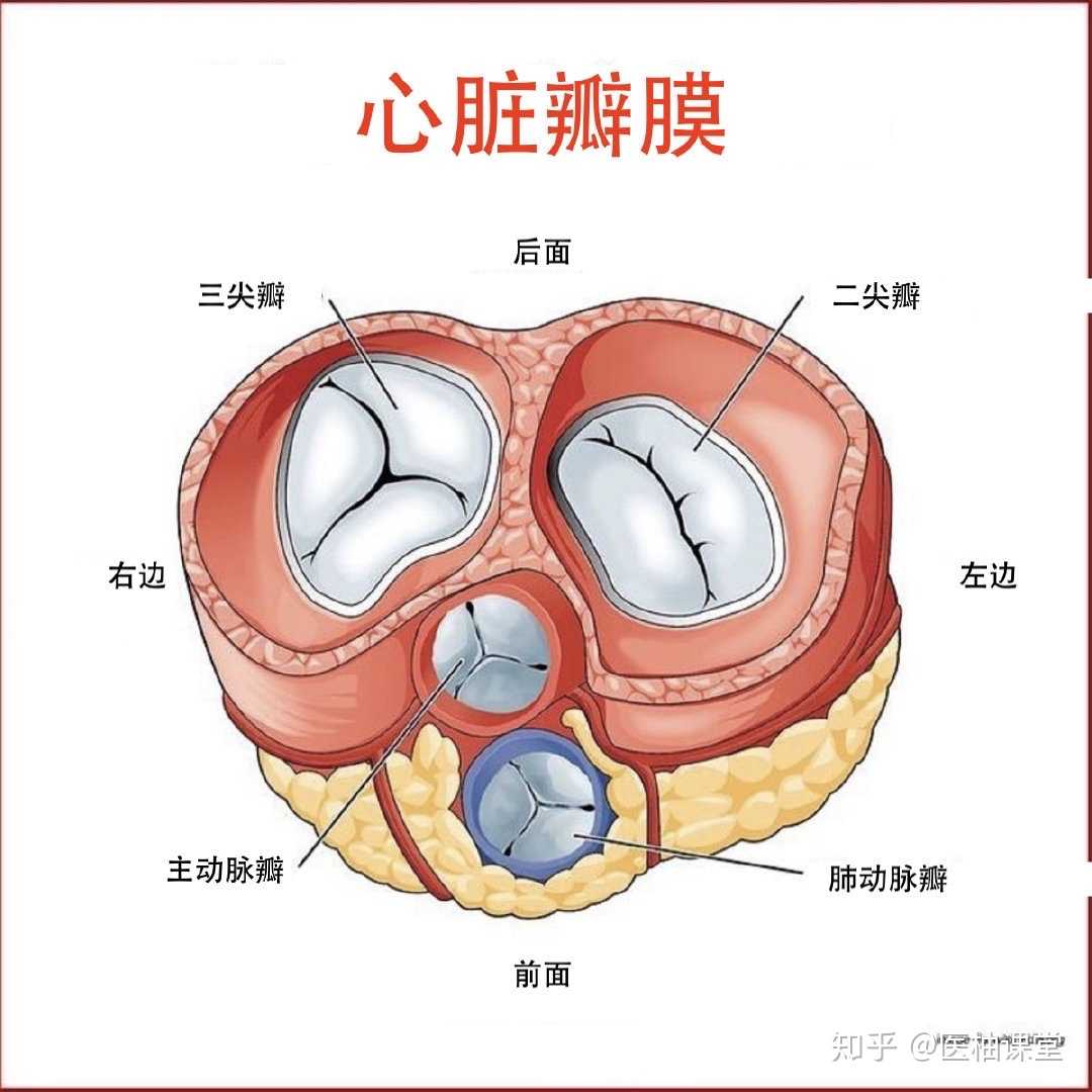 AGIaegir——“星座传说-水瓶座”评测！如同“心脏瓣膜”一般的结构，属实闻所未闻...