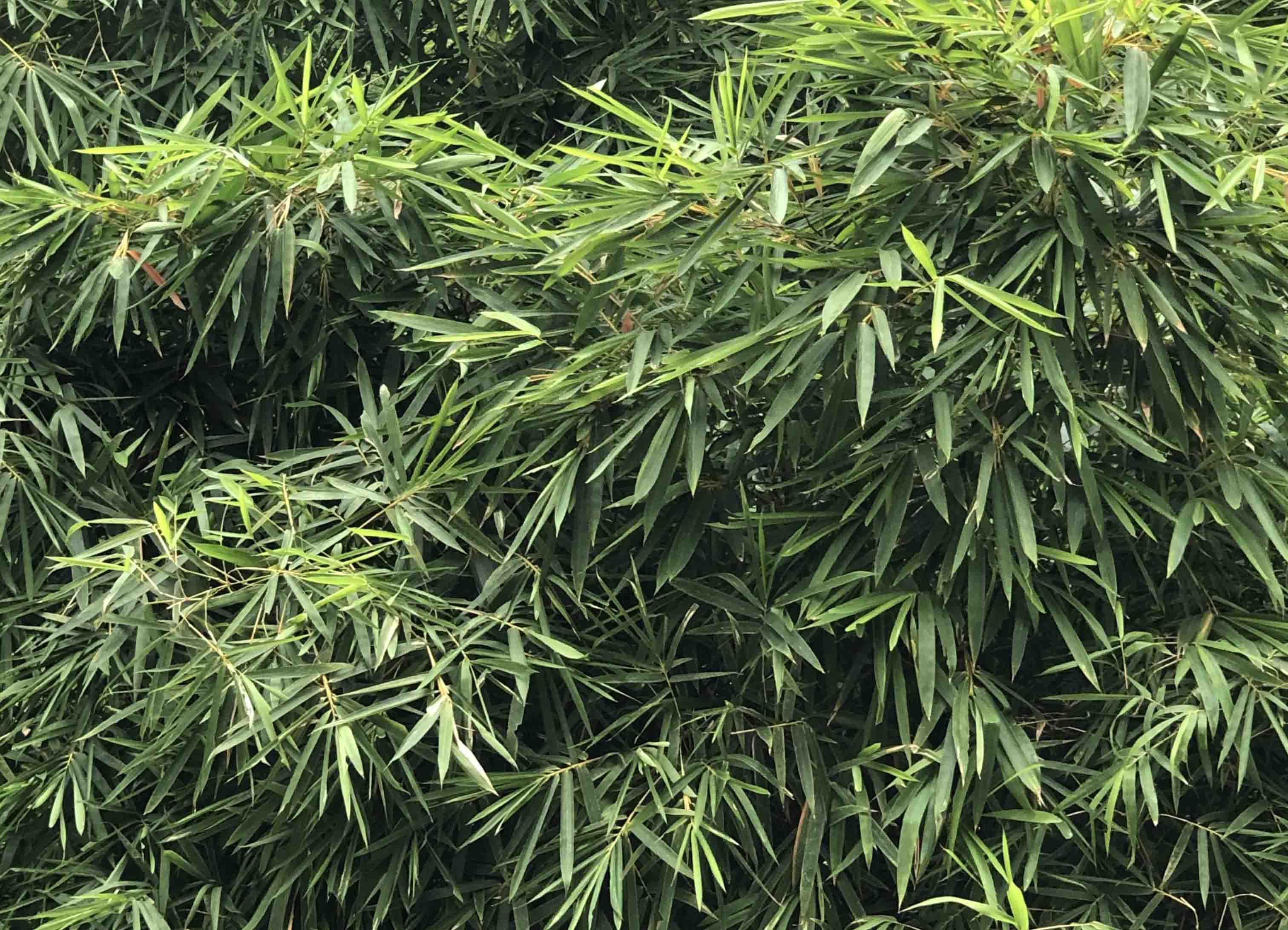 汤马托易士——“绝顶敏感娘”评测！完全没有感受到设定的概念，但是还算蛮好用的