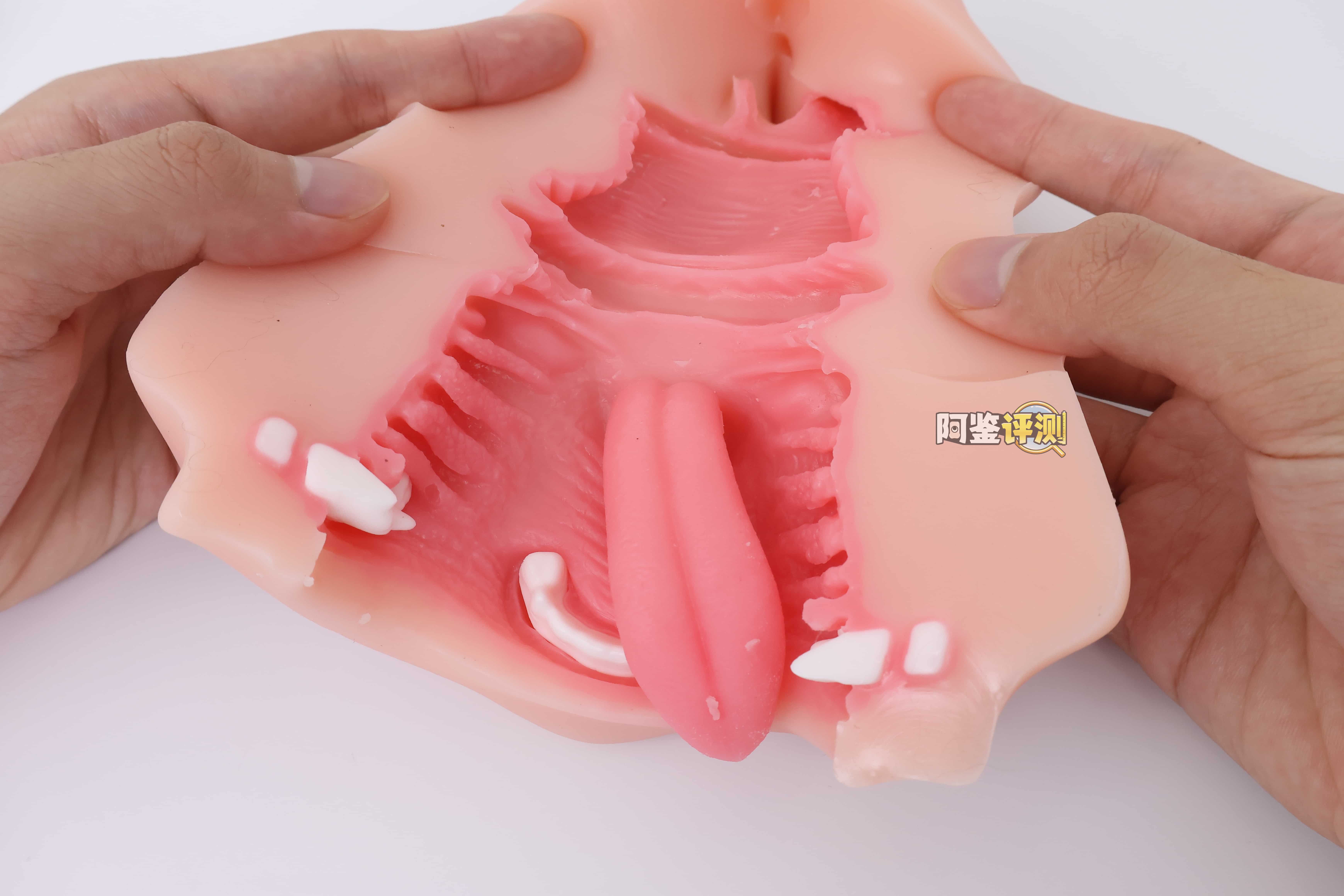 KAGUYANO——”诗多利”评测！非常“二次元画风”的口腔结构，但深处的简单结构并不实用