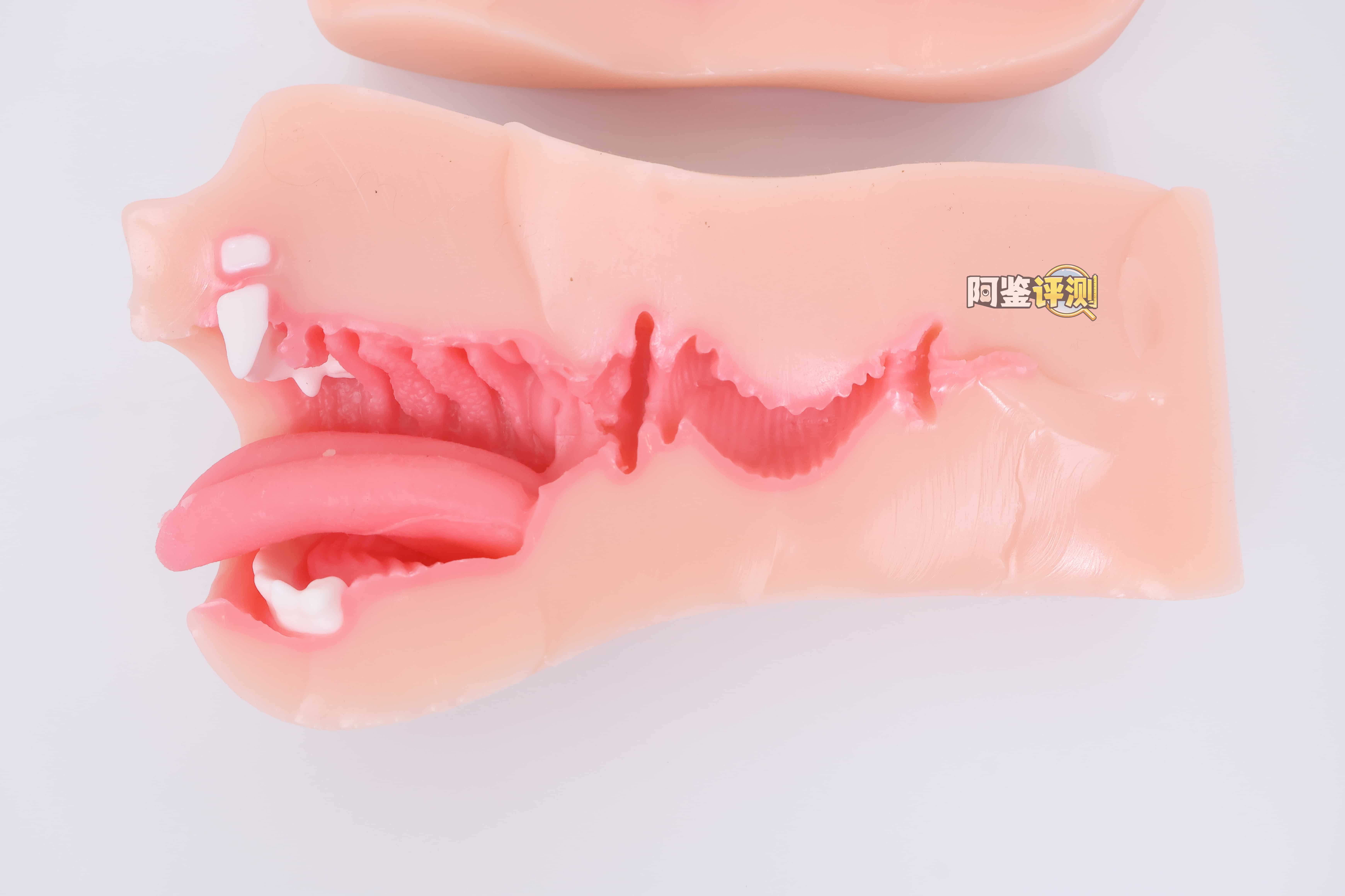 KAGUYANO——”诗多利”评测！非常“二次元画风”的口腔结构，但深处的简单结构并不实用